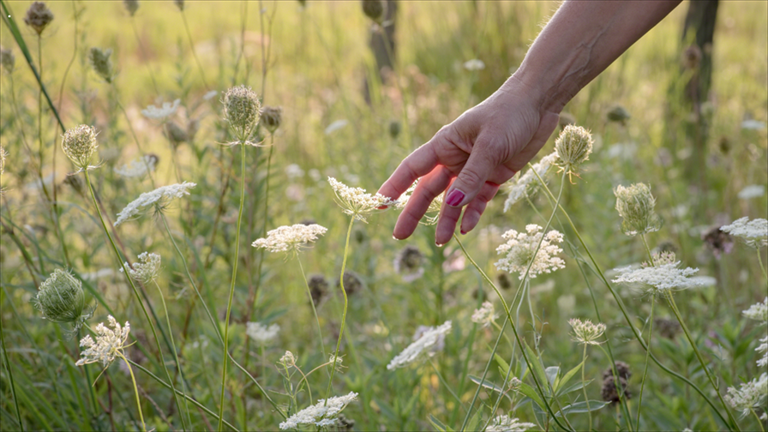 Hand streift über weiße Wiesenblumen im Abendlicht