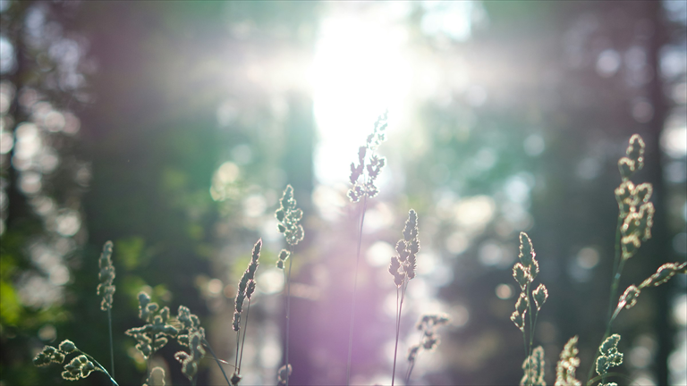 Gräser im Gegenlicht der Sonne
