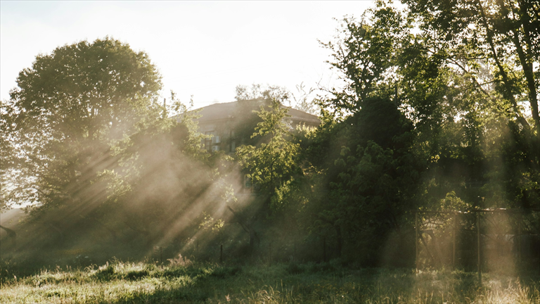 Morgensonne fällt durch Bäume auf ein Haus am Waldrand