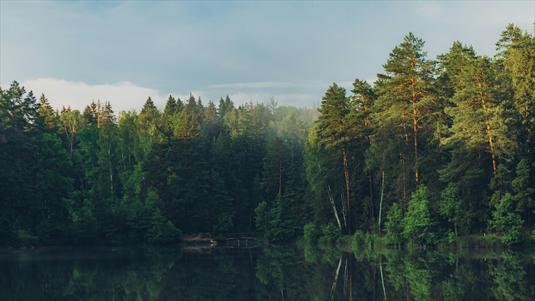 Ruhiger Waldsee mit Spiegelung der Bäume